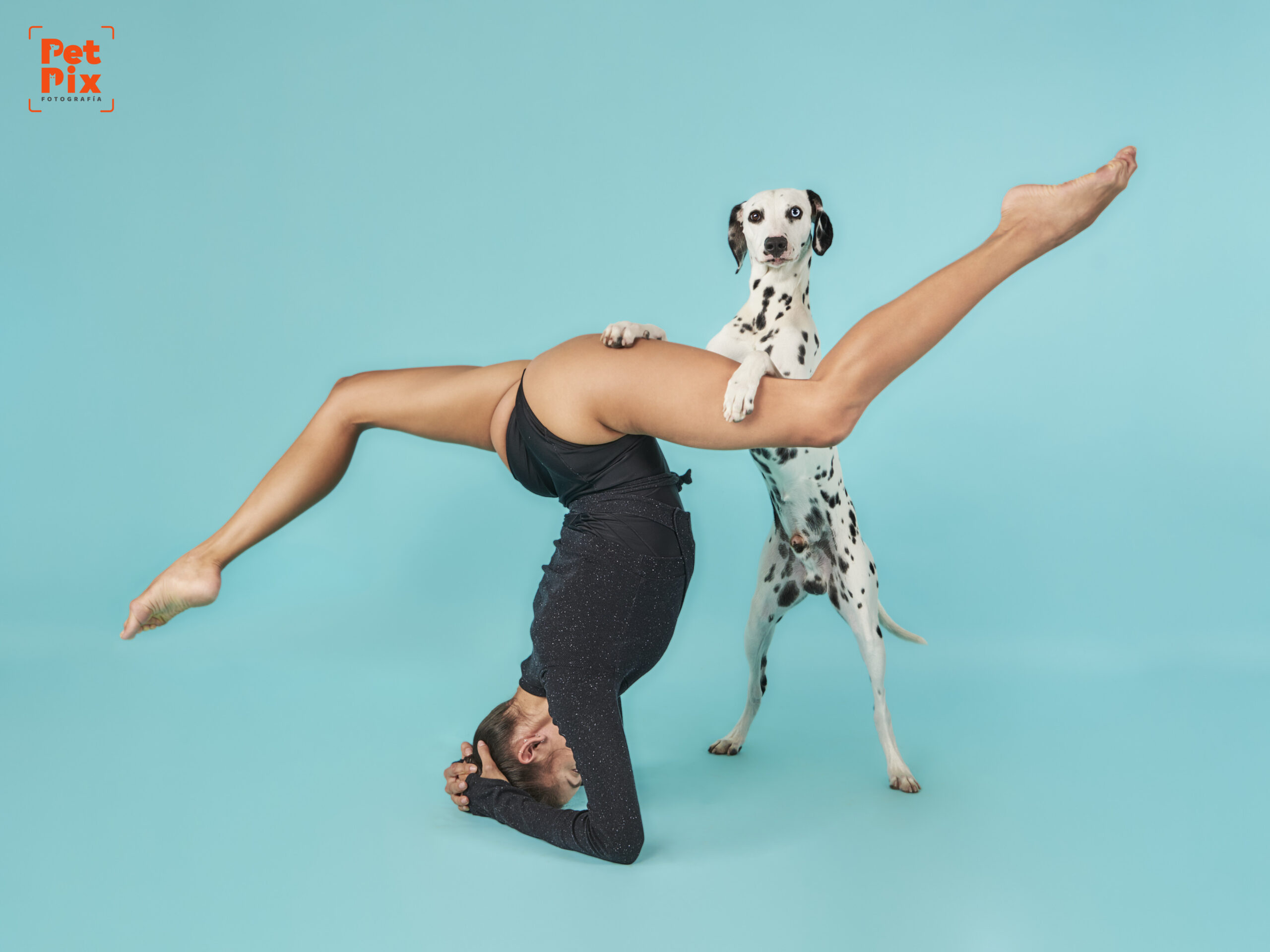 Yoga perros schnauzer
