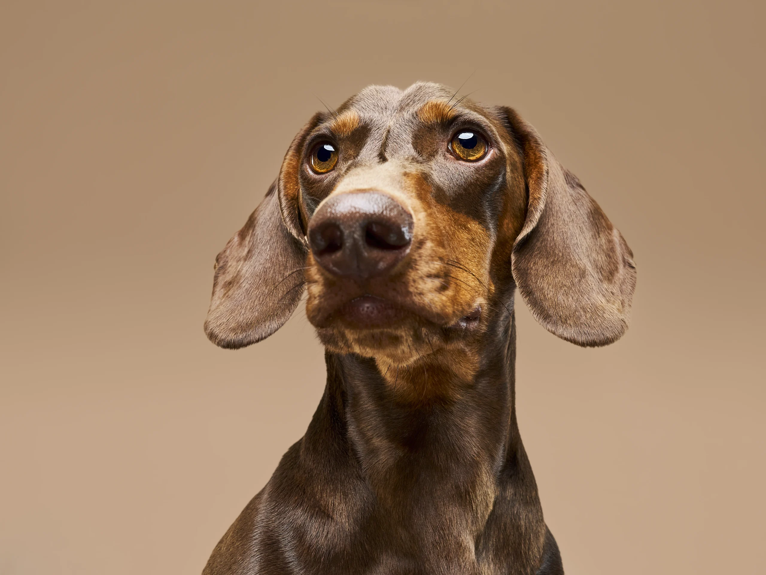 Rodolfo